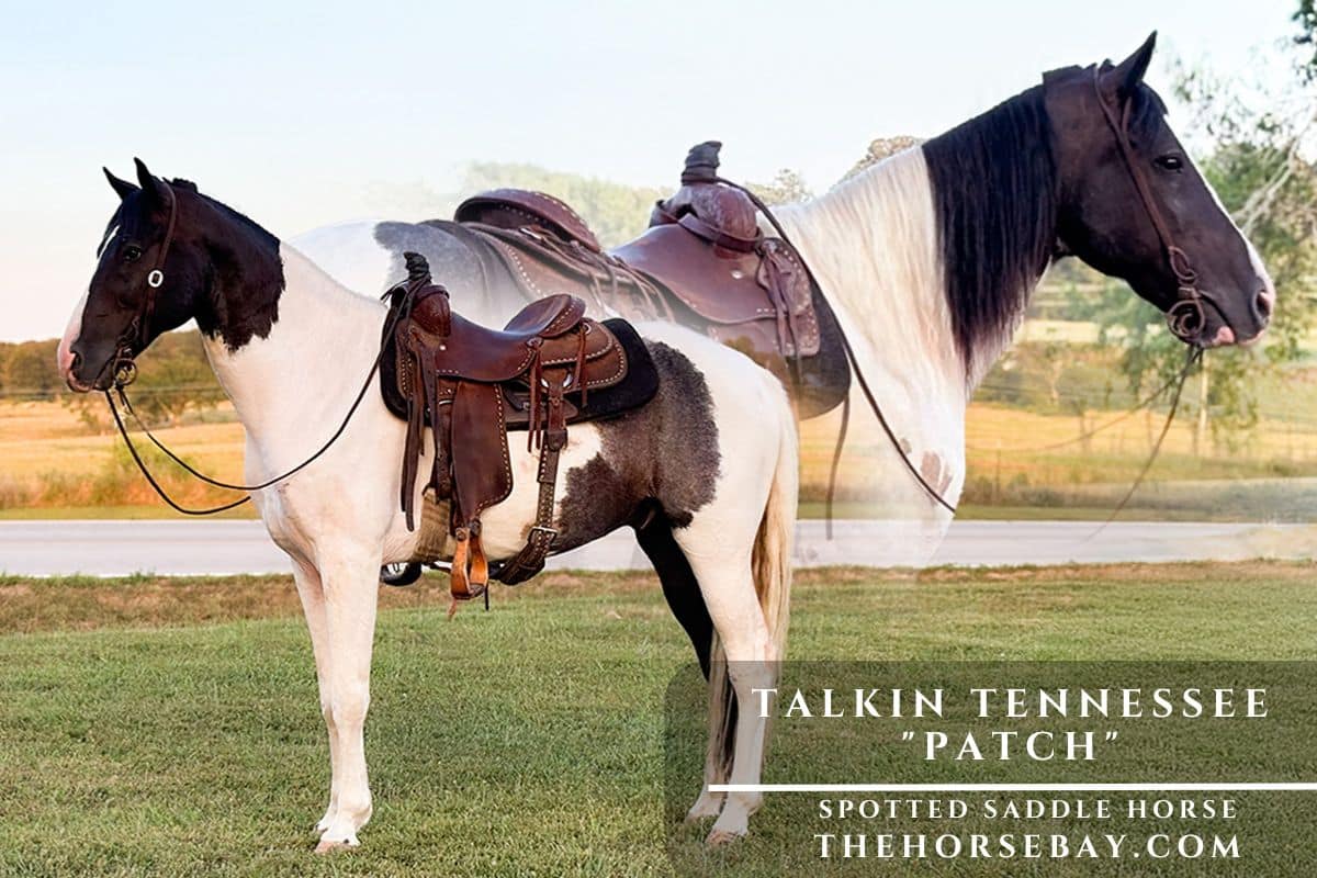 Talkin Tennessee "Patch"