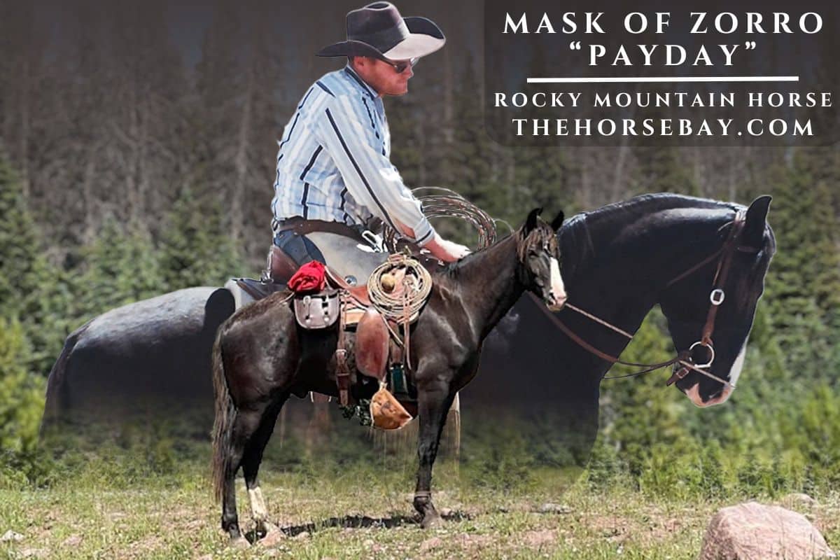 Mask of Zorro “Payday”