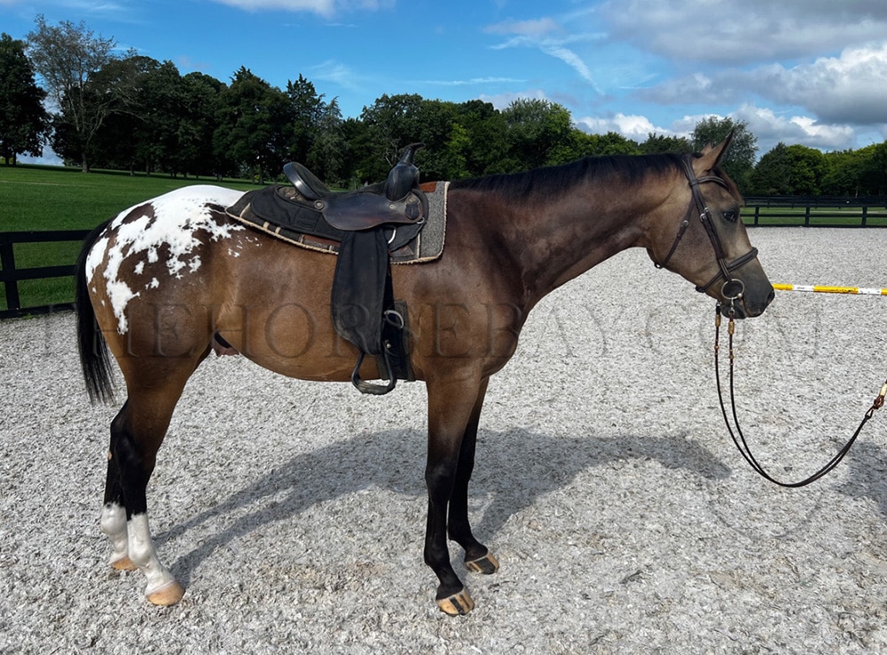 ダーツ DARTSLIVE Special Pack White Horse SUPER PLAYS | VIDEOS