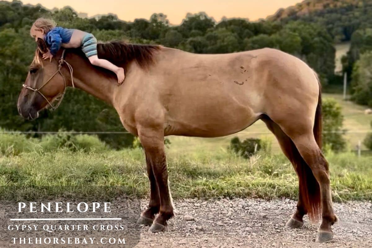 House on the Hill ロンパース60(horse) Hillbilly Deluxe | Thehorsebay.com