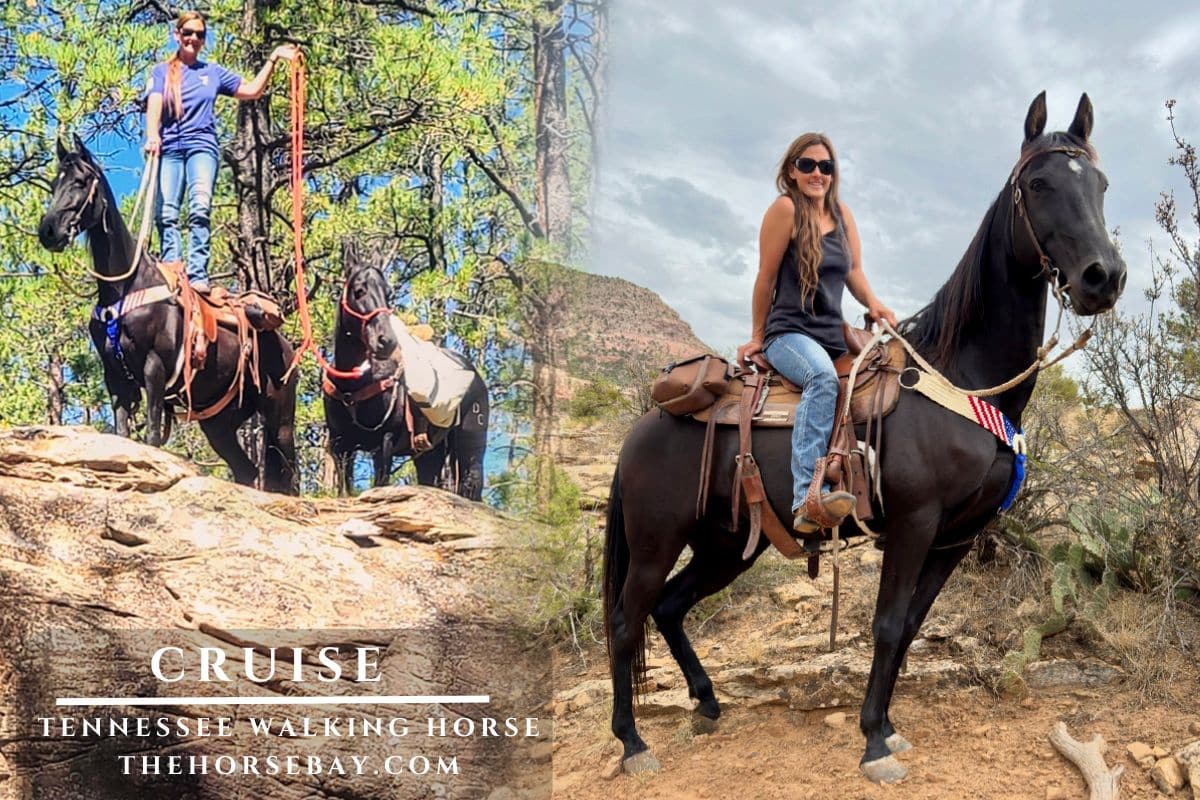 Ruby’s General Storm “Cruise”