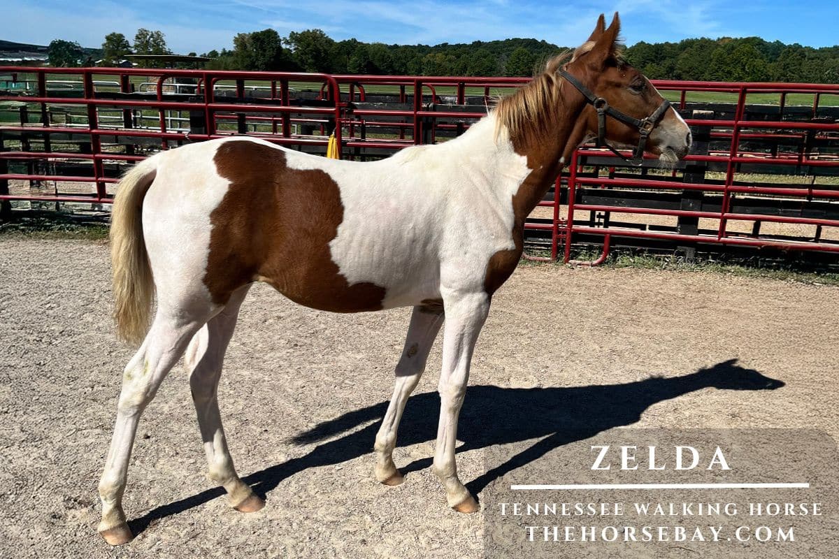 Smiths Jubileesmagicblaze "Zelda"