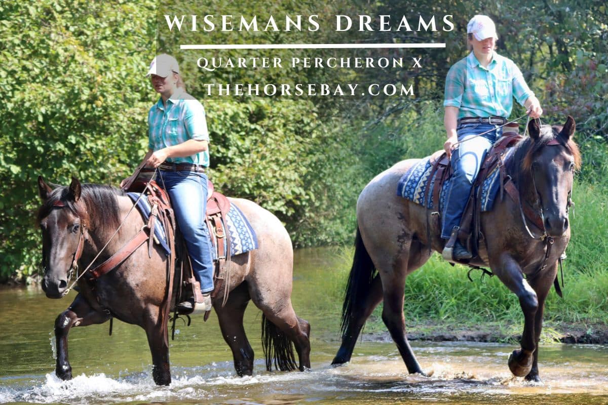 Wisemans Dreams "Dreamer"