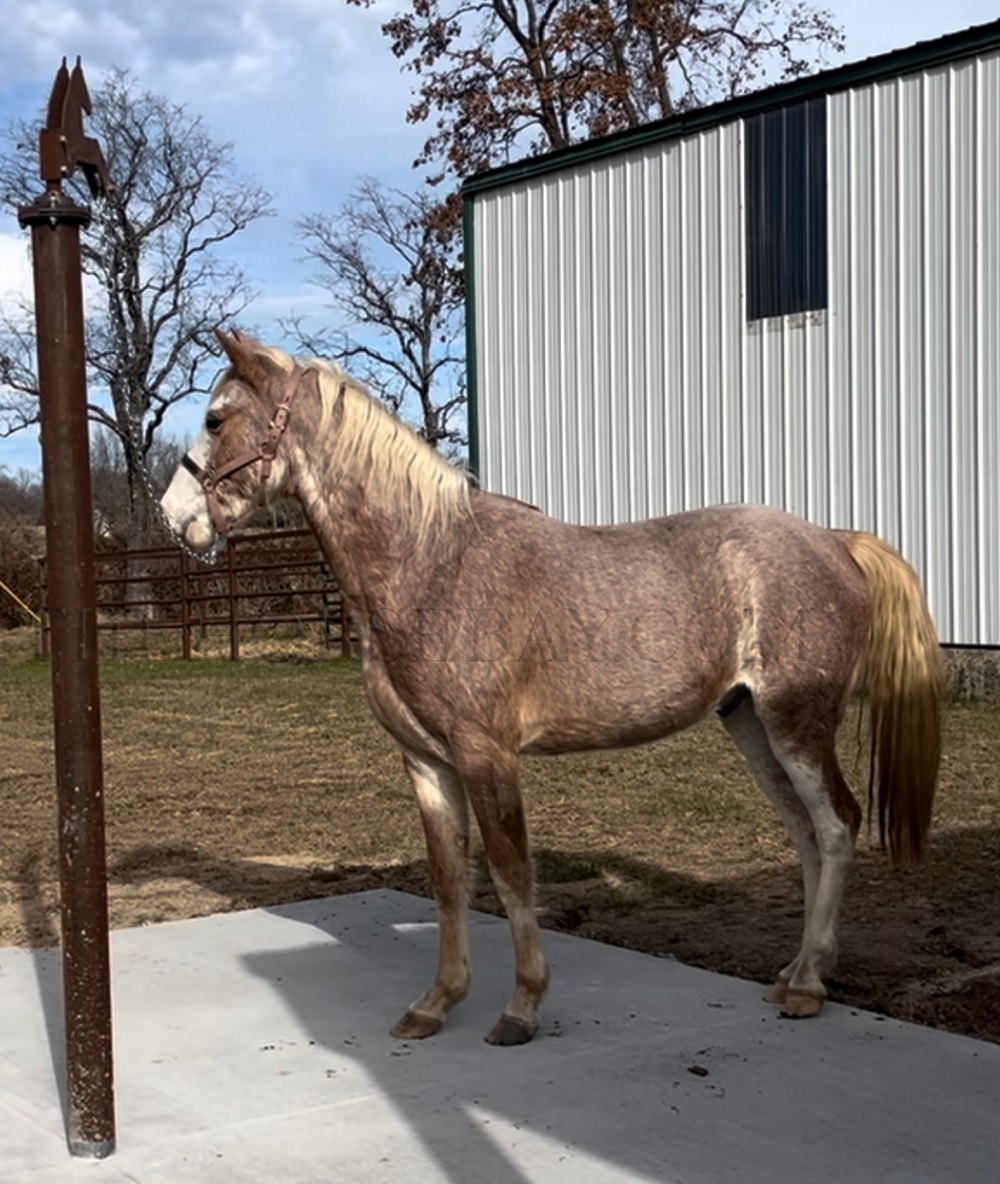 Sweet Strawberry Sensation | Thehorsebay.com