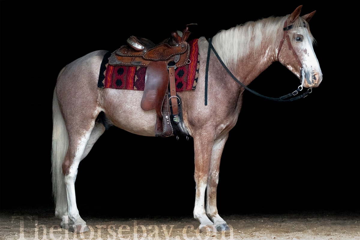 Sweet Strawberry Sensation | Thehorsebay.com