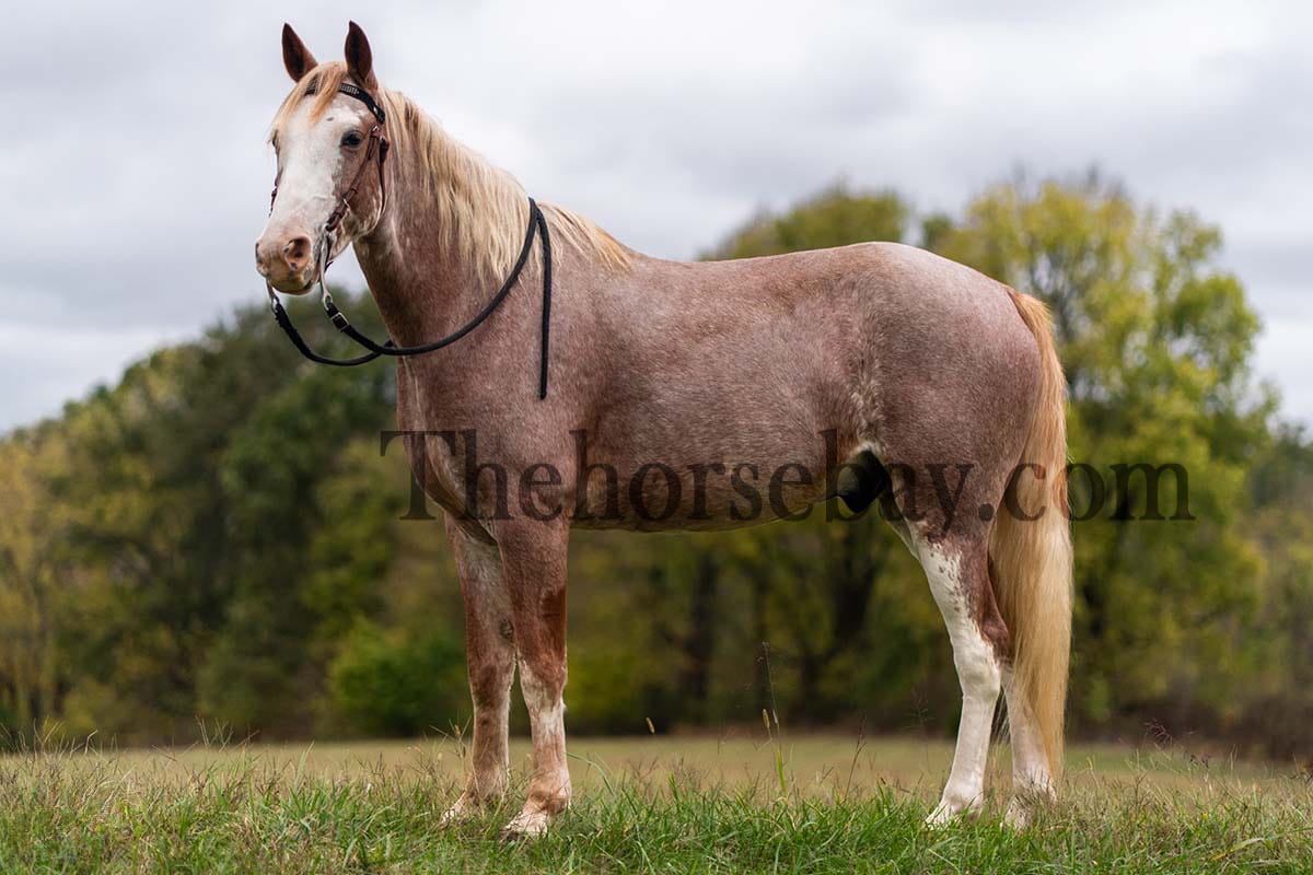 Sweet Strawberry Sensation | Thehorsebay.com
