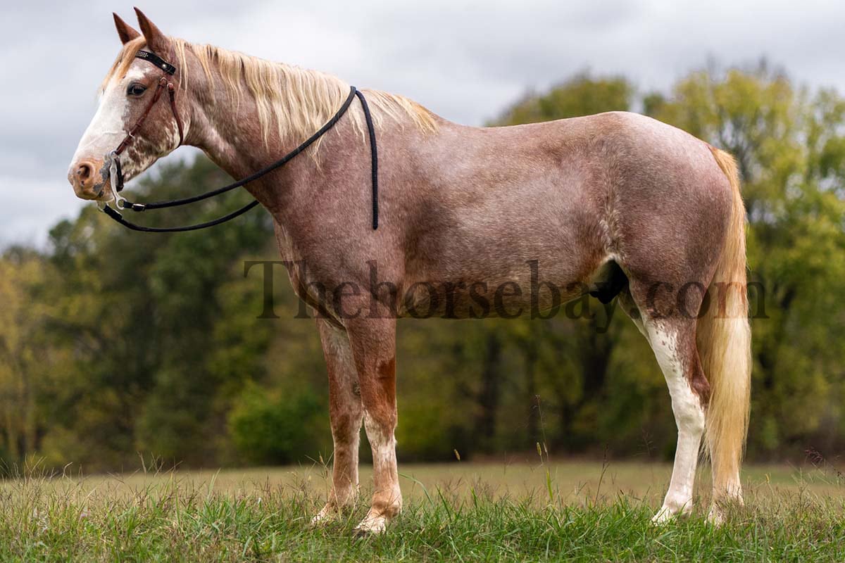 Sweet Strawberry Sensation | Thehorsebay.com