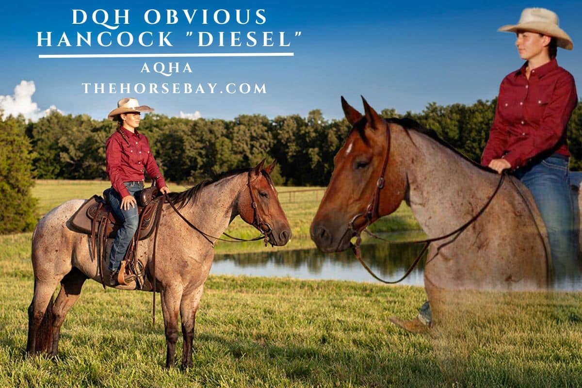 DQH OBVIOUS HANCOCK "Diesel"