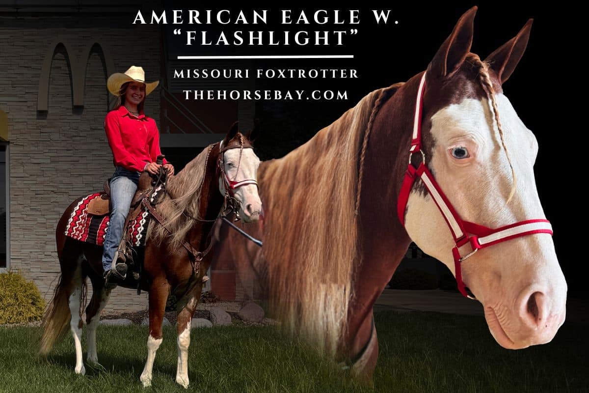 American Eagle W. "Flashlight"