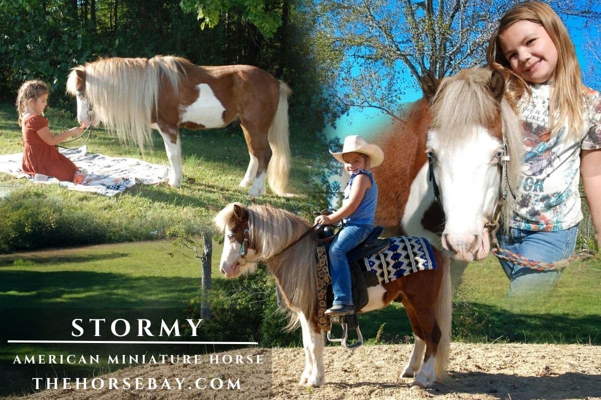 Little Painted Rain By Storm "Stormy"