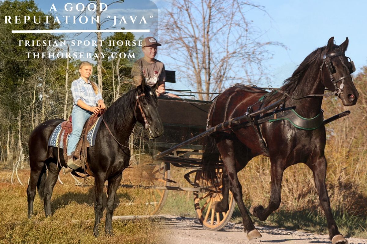 A Good Reputation "Java"