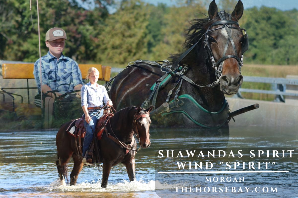 Shawandas Spirit Wind "Spirit"