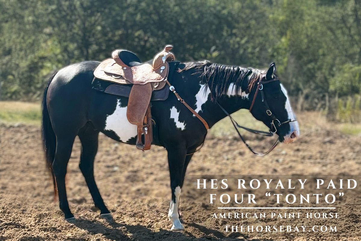 HES ROYALY PAID FOUR "Tonto"