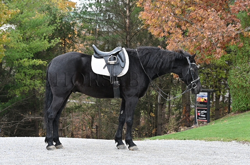 Chase | Thehorsebay.com