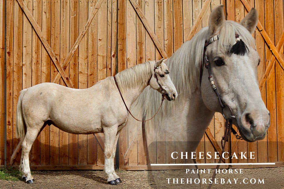 Cheesecake “Cheese”