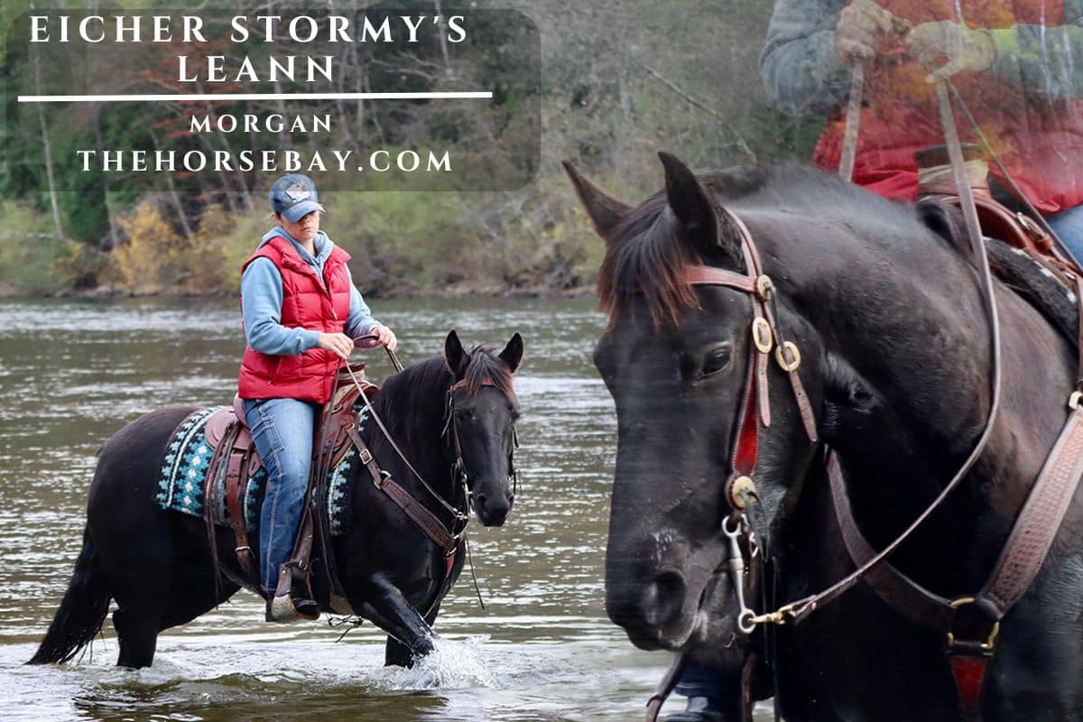 Eicher Stormy's Leann