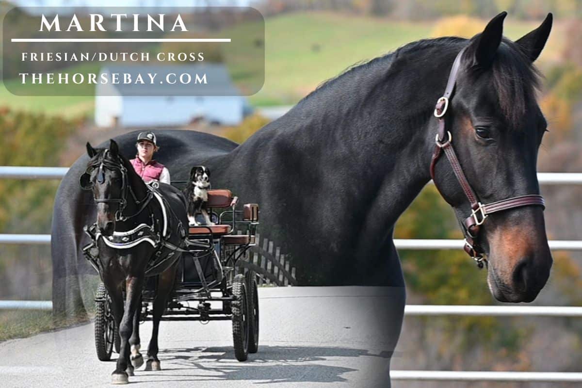 Spring Hill Martina "Martina"