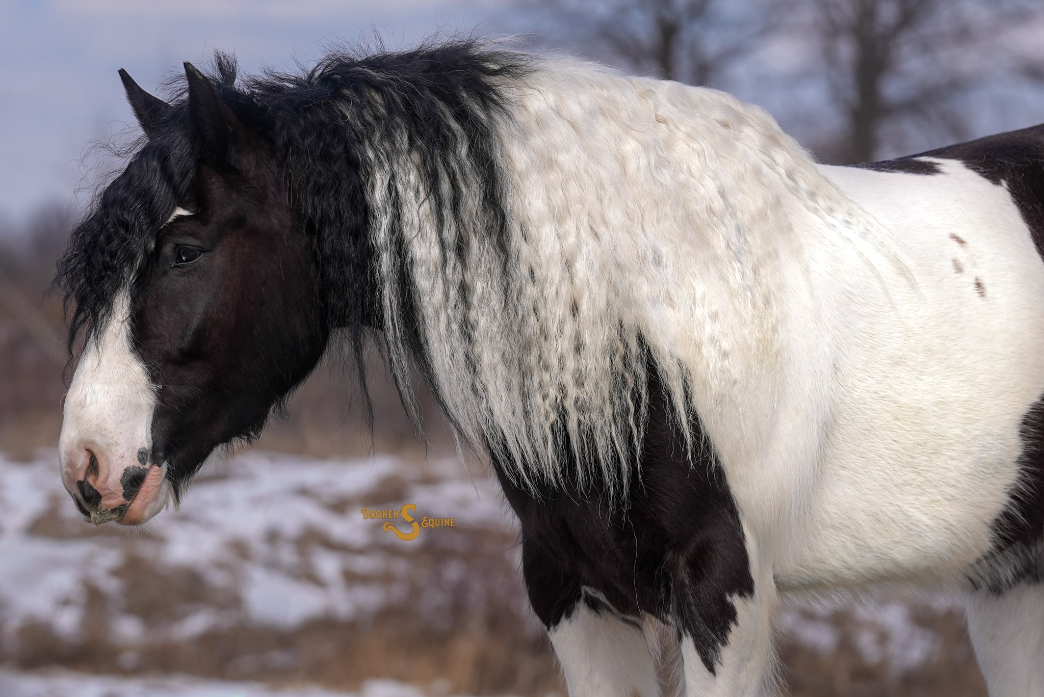 Gypsy Cross Horse for Sale – Metallica | The Horse Bay