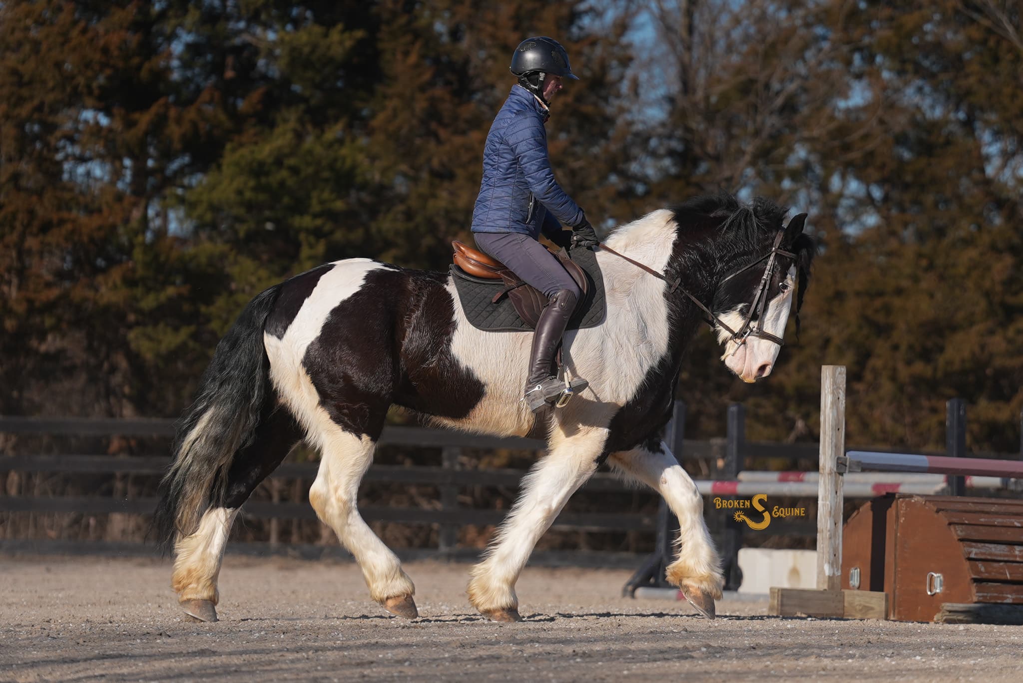 Gypsy Cross Horse for Sale – Metallica | The Horse Bay