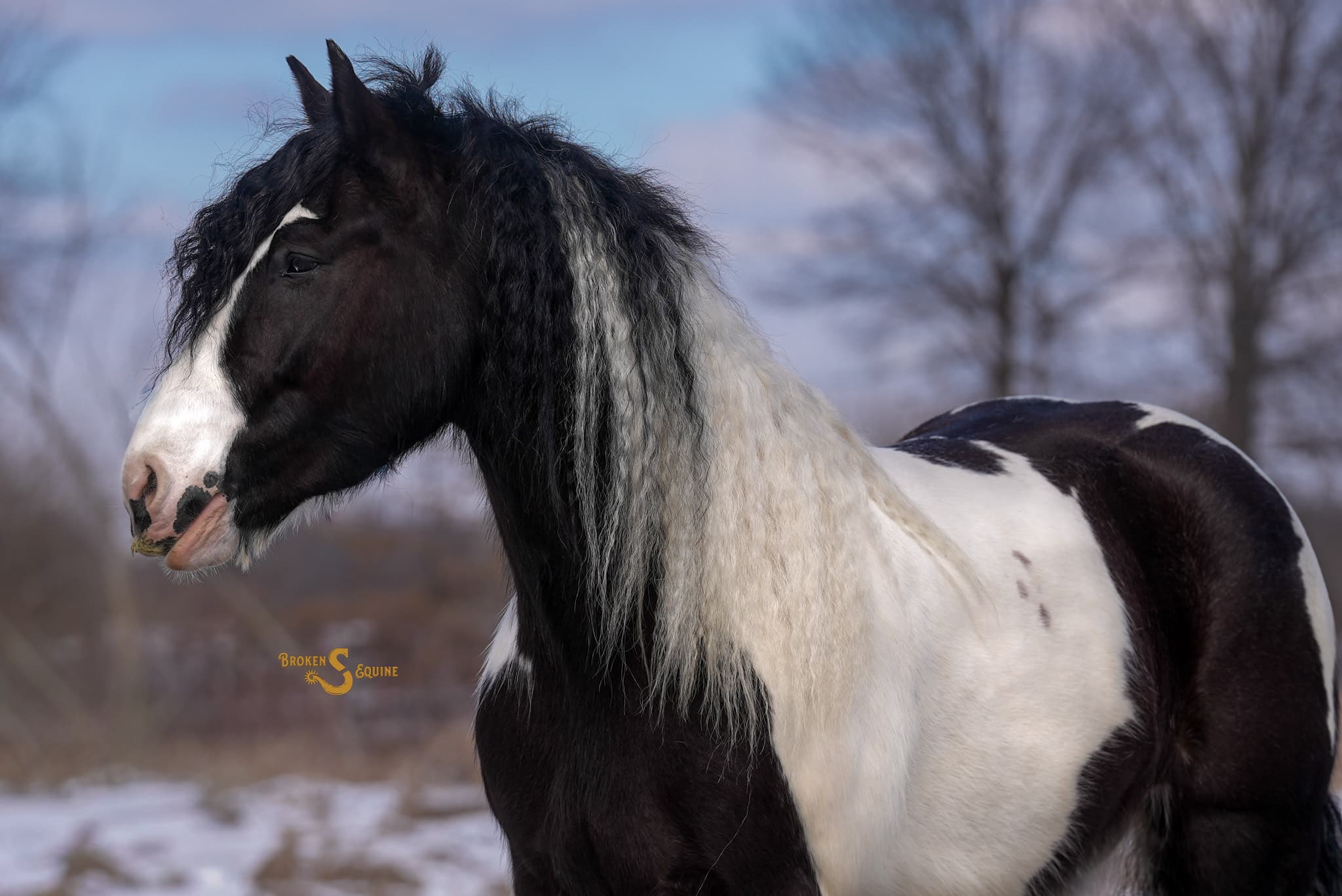 Gypsy Cross Horse for Sale – Metallica | The Horse Bay