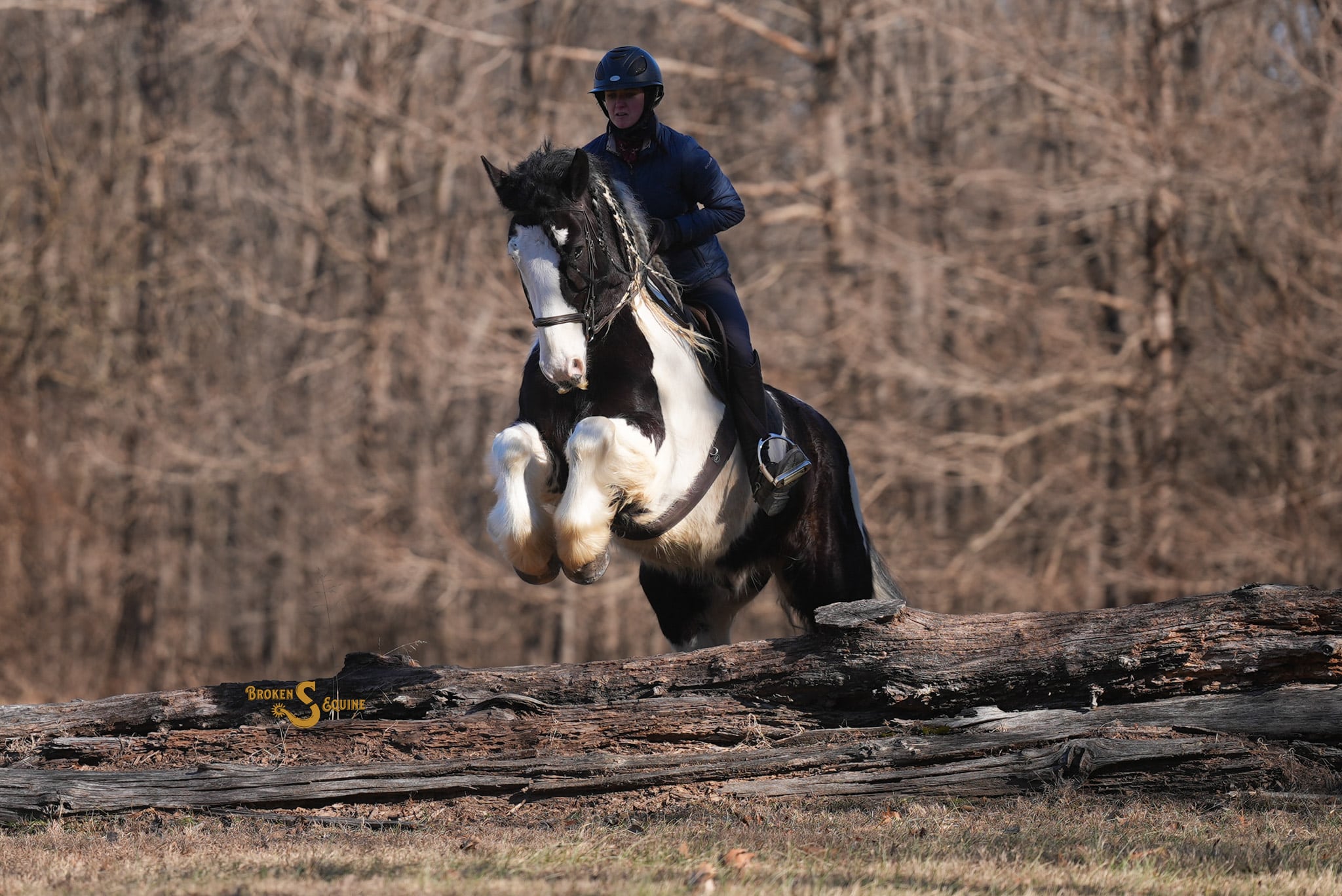 Gypsy Cross Horse for Sale – Metallica | The Horse Bay