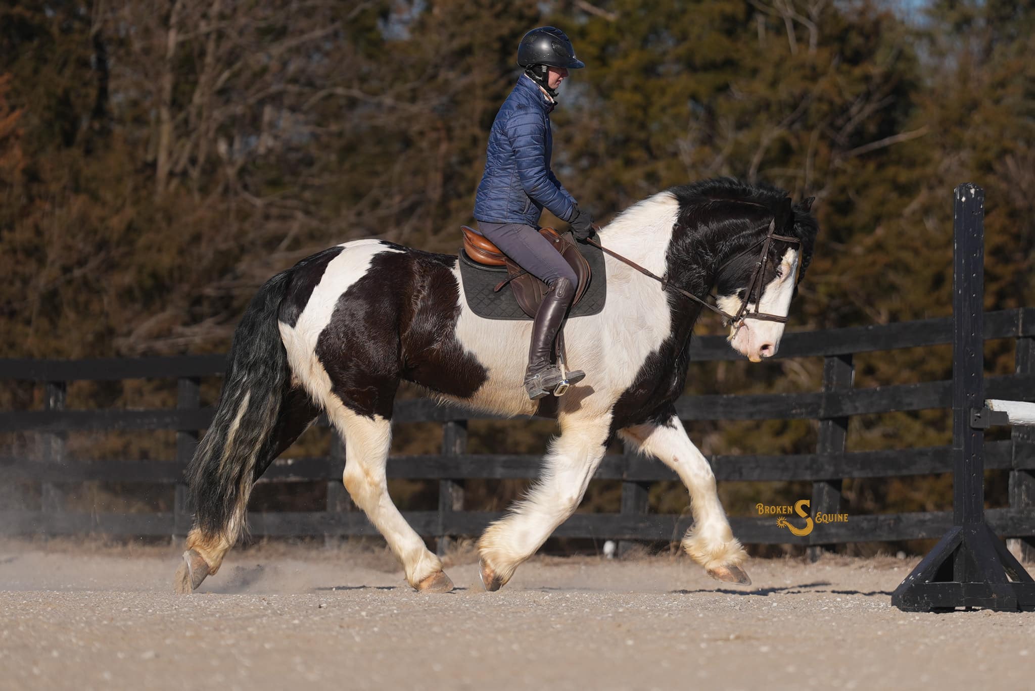 Gypsy Cross Horse for Sale – Metallica | The Horse Bay
