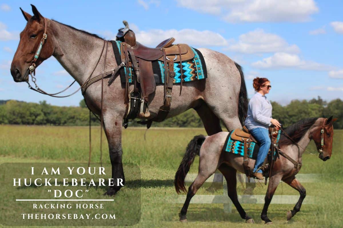 Racking Horse Doc standing outdoors and being ridden by a woman.