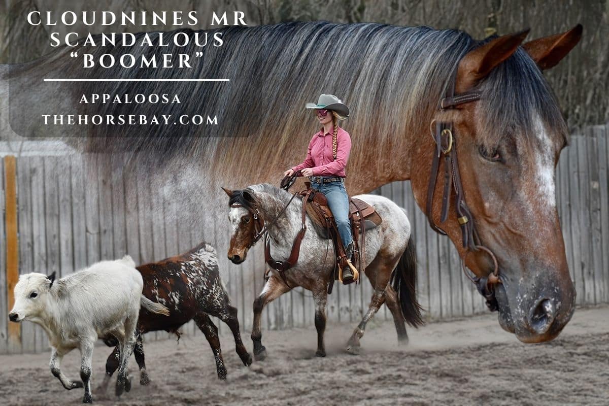 Working ranch horse for sale showing cattle herding skills