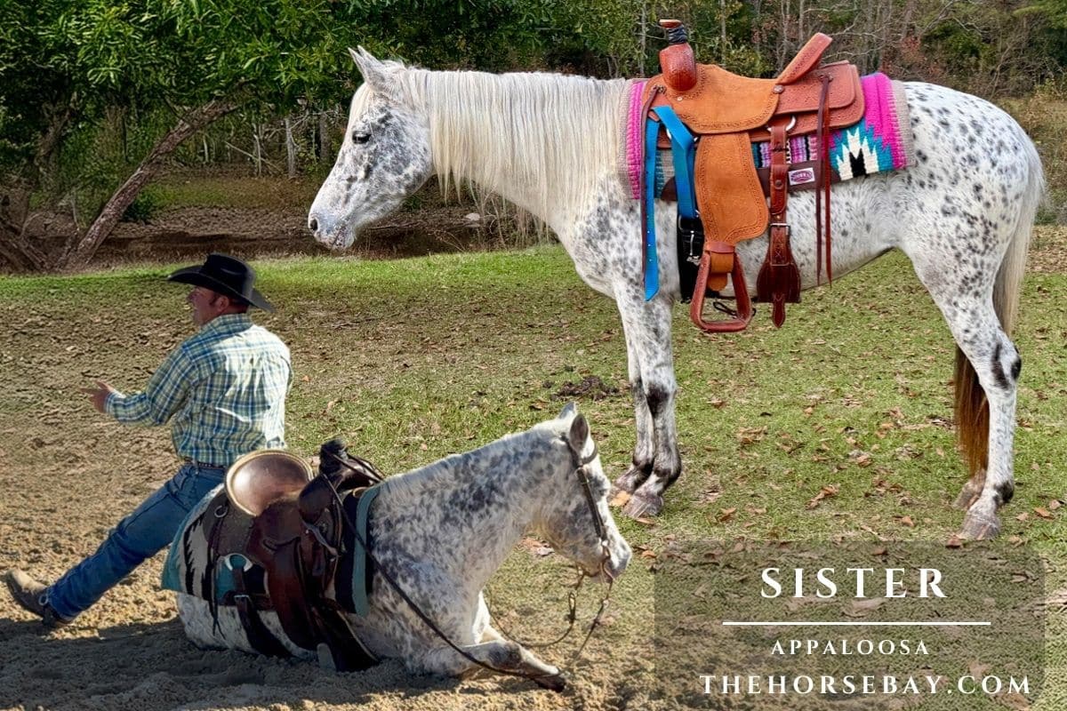 Appaloosa horse Sister standing and lying down in western tack near a man in a pasture.