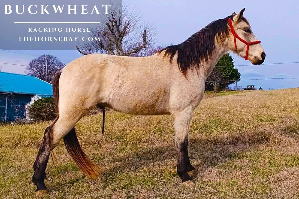 Buckwheat Racking Horse standing in a grassy field wearing a red halter