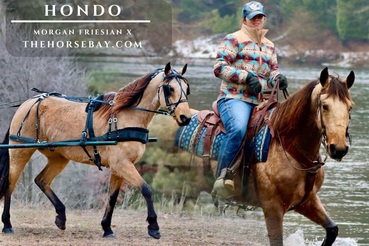 Morgan Friesian cross Hondo ridden crossing a river and wearing harness tack.