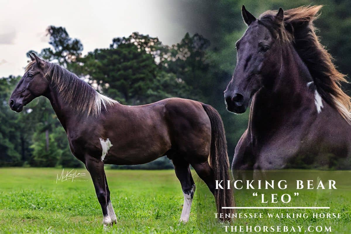 Dark Tennessee Walking Horse Leo standing in a grassy field with an inset of him running.