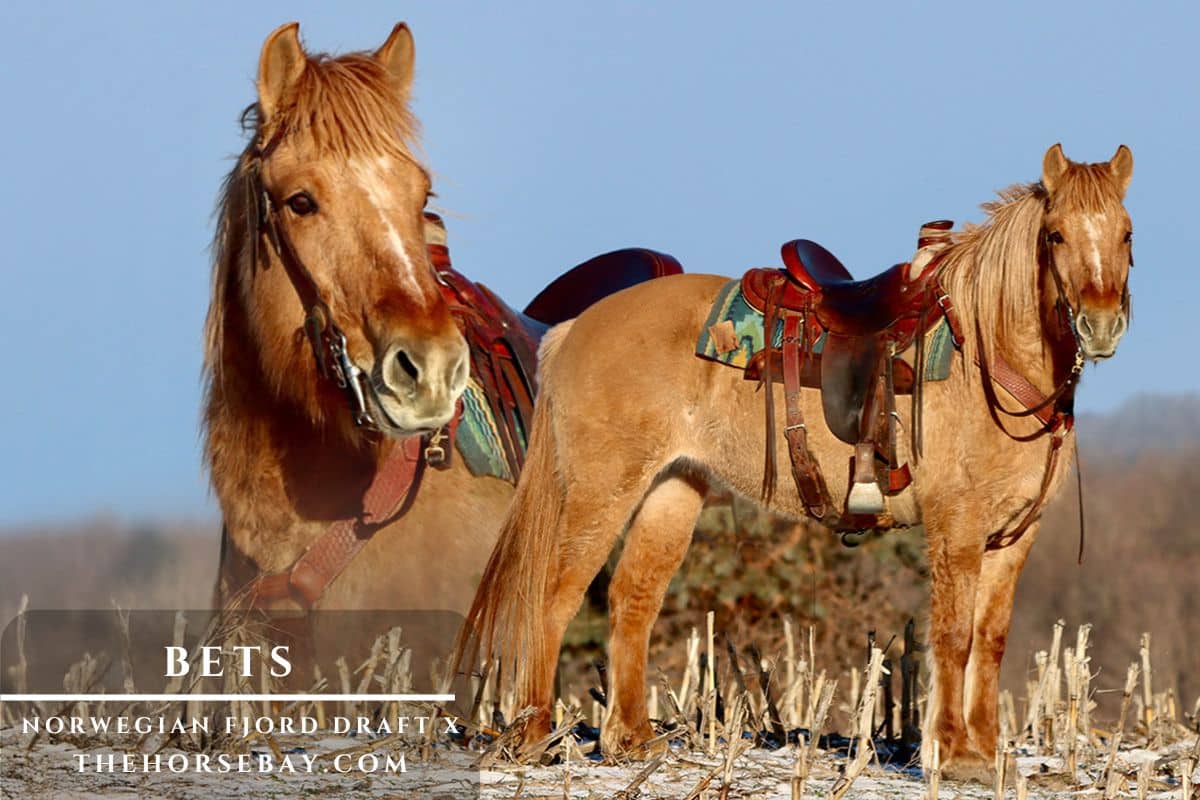 Norwegian Fjord Draft cross Bets standing saddled in a snowy harvested cornfield.