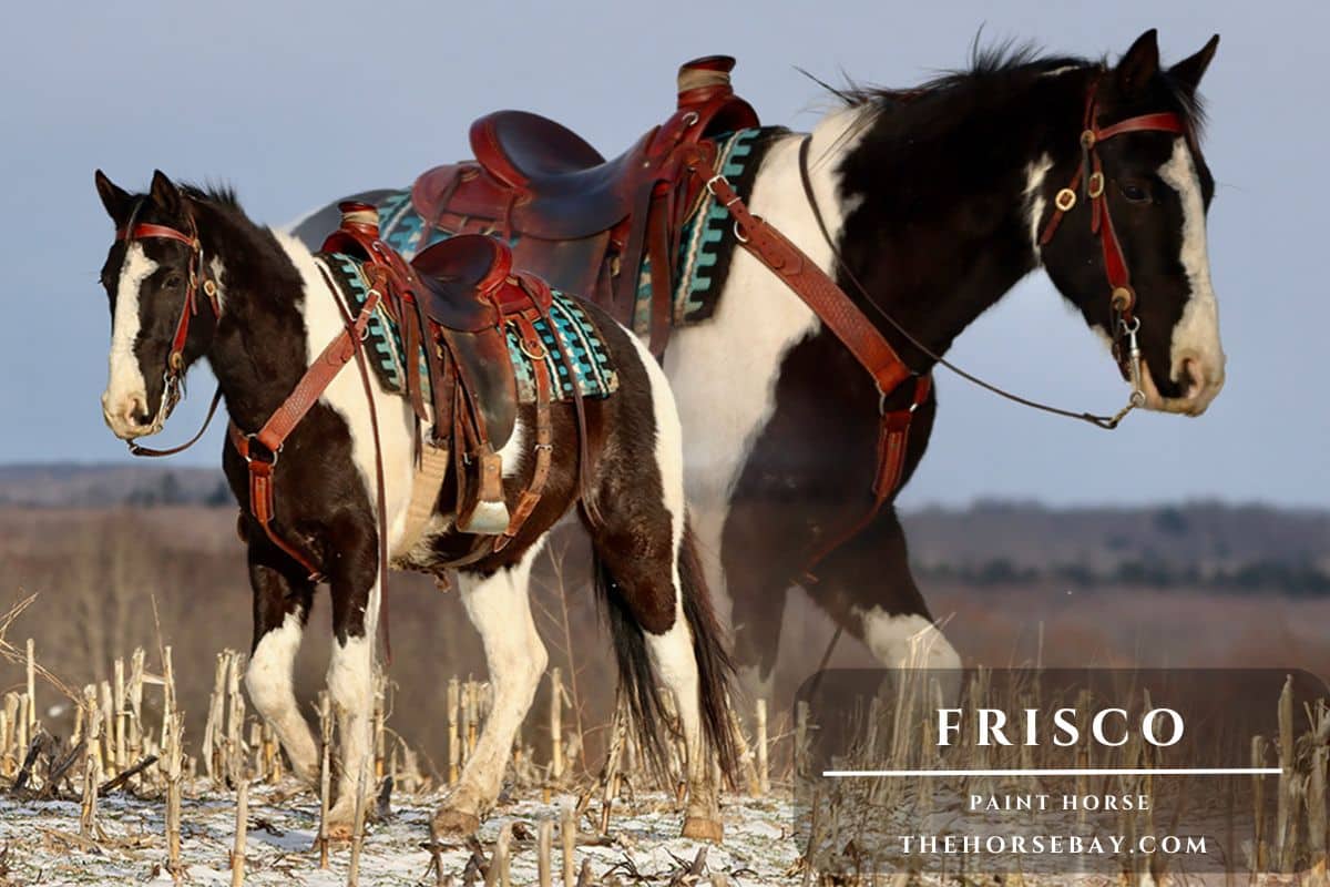 Black and white Paint Horse Frisco fully tacked standing in a snowy field.