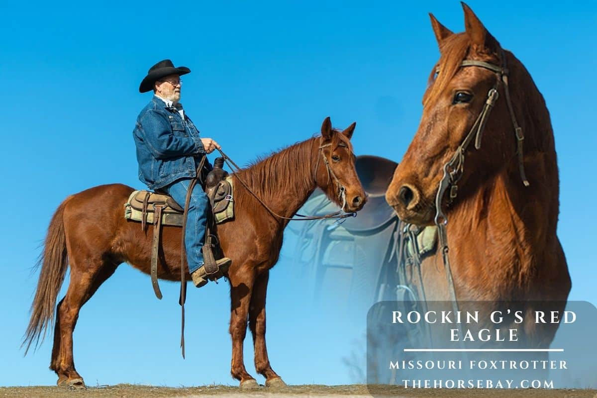 Rockin G’s Red Eagle