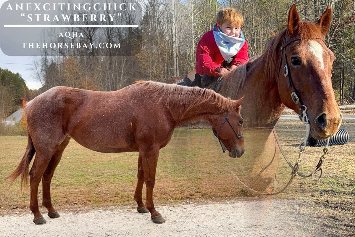 ANEXCITINGCHICK "Strawberry"