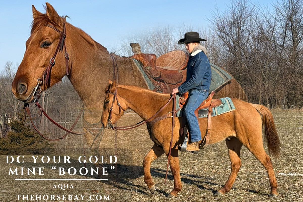 DC Your Gold Mine "Boone"