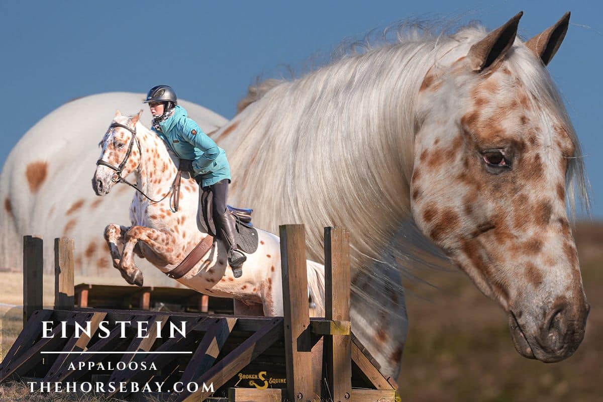 Einstein Appaloosa horse jumping obstacle with rider during training