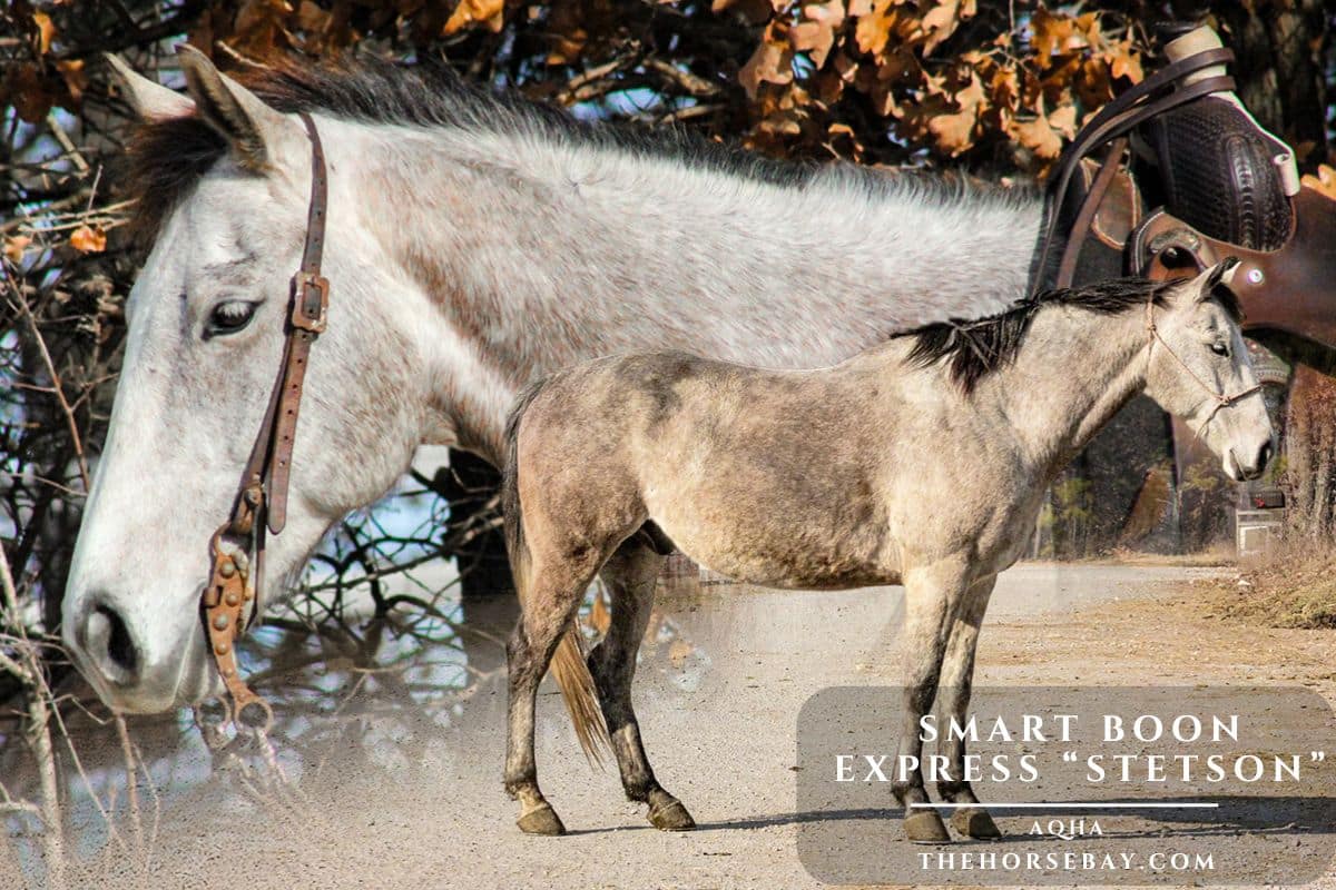 Versatile ranch horse for sale crossing a water obstacle