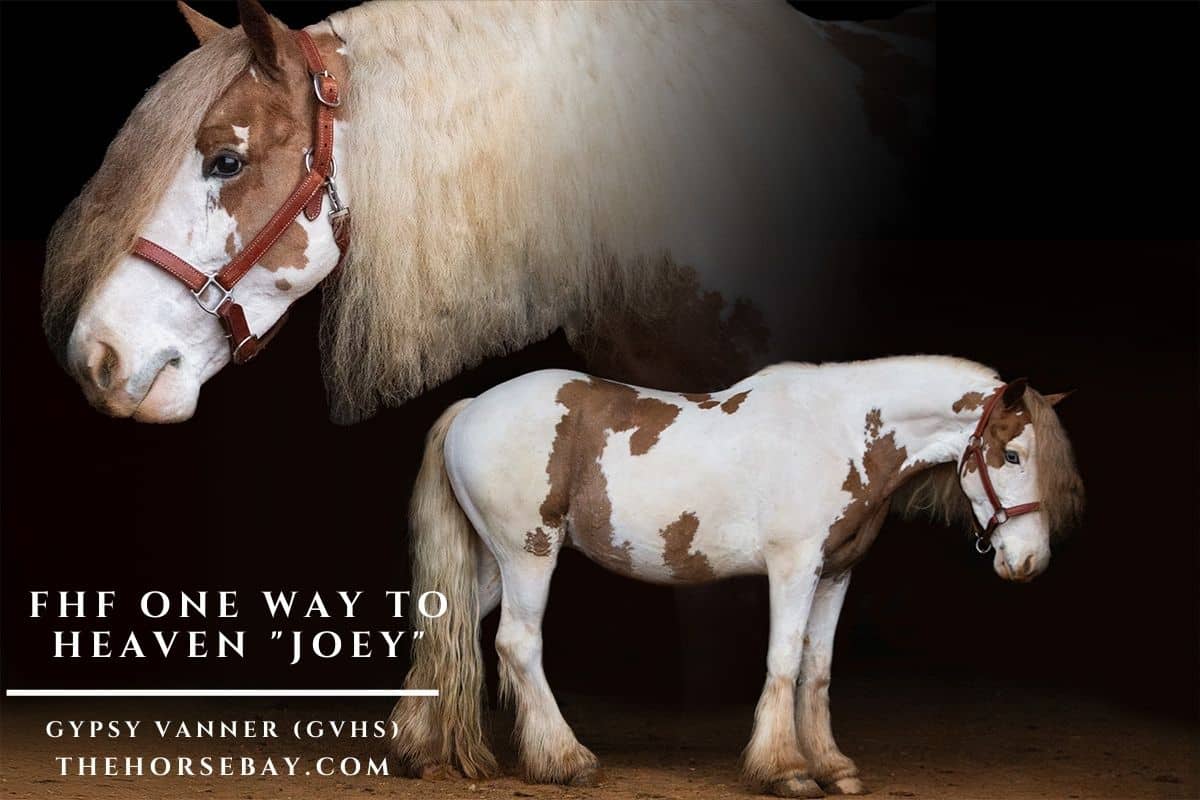 FHF One Way To Heaven "Joey"