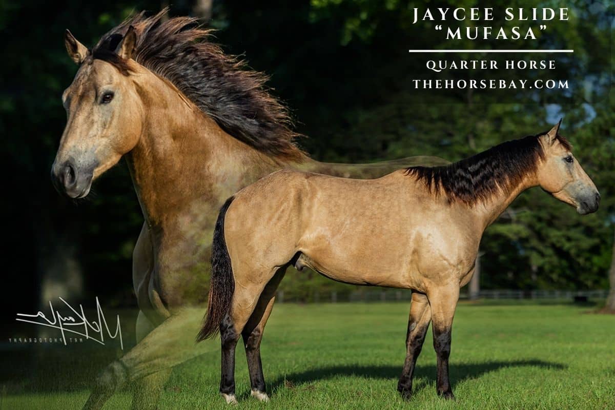 Athletic ranch horse for sale loping in an open field