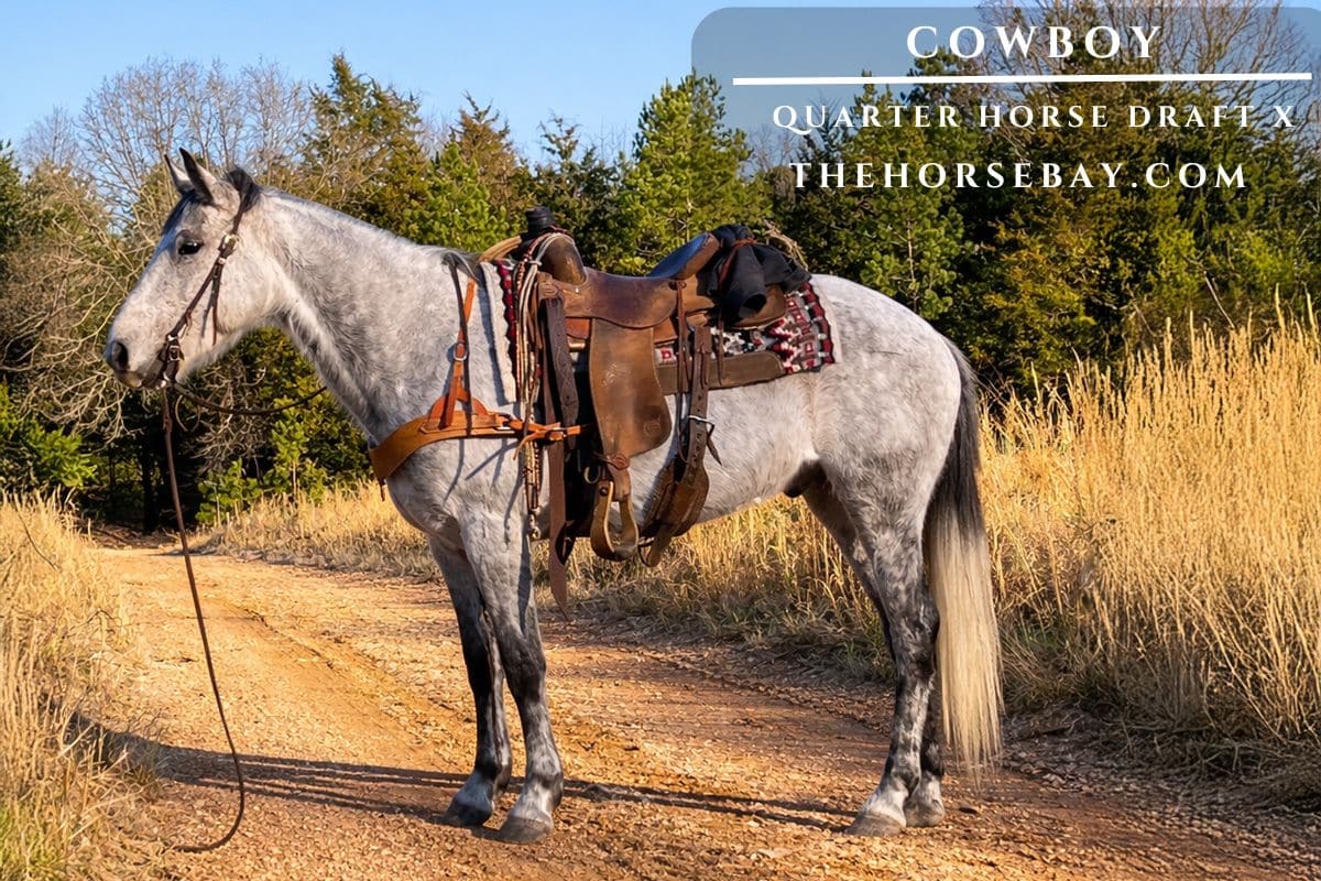 Cowboy, Quarter Horse Draft Cross gelding, saddled and standing on a dirt trail