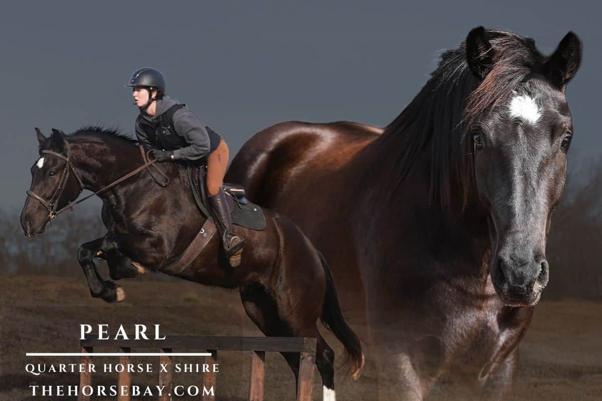 Quarter Horse Shire cross Pearl jumping a wooden fence with an English rider outdoors