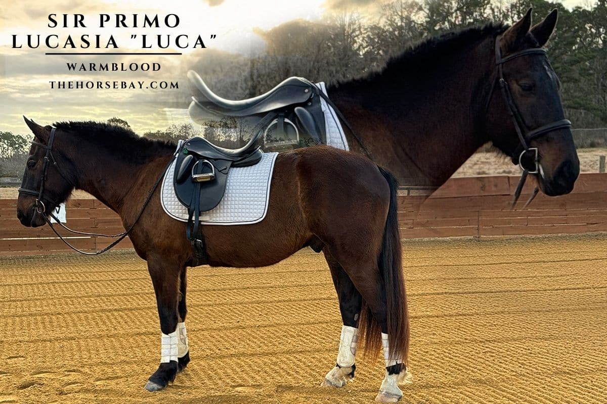 Sir Primo Lucasia, a dark bay Warmblood, fully tacked in an outdoor riding arena