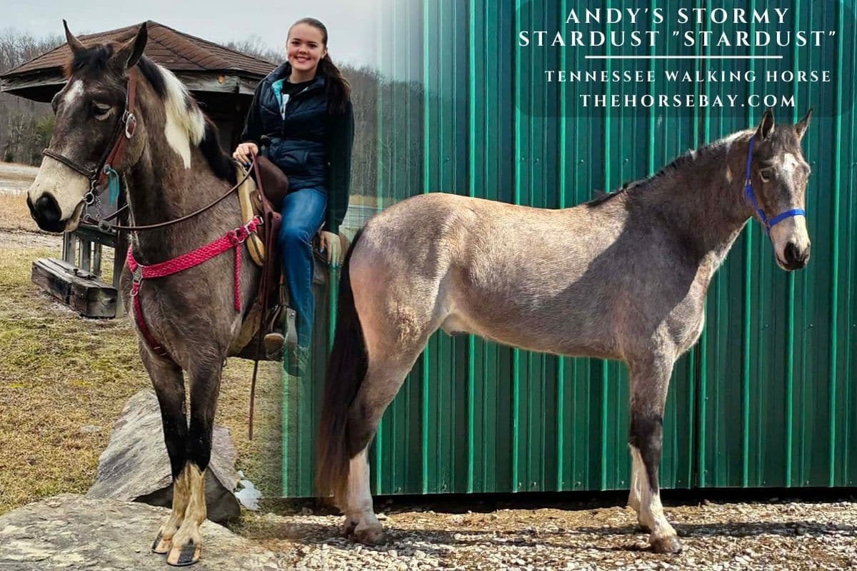 Grey Tennessee Walking Horse Stardust being ridden and standing near a green building