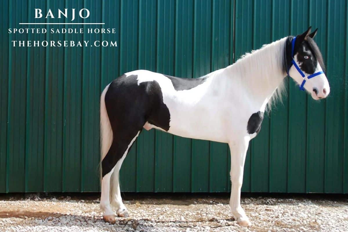 Black and white Spotted Saddle Horse Banjo standing by a green metal building.