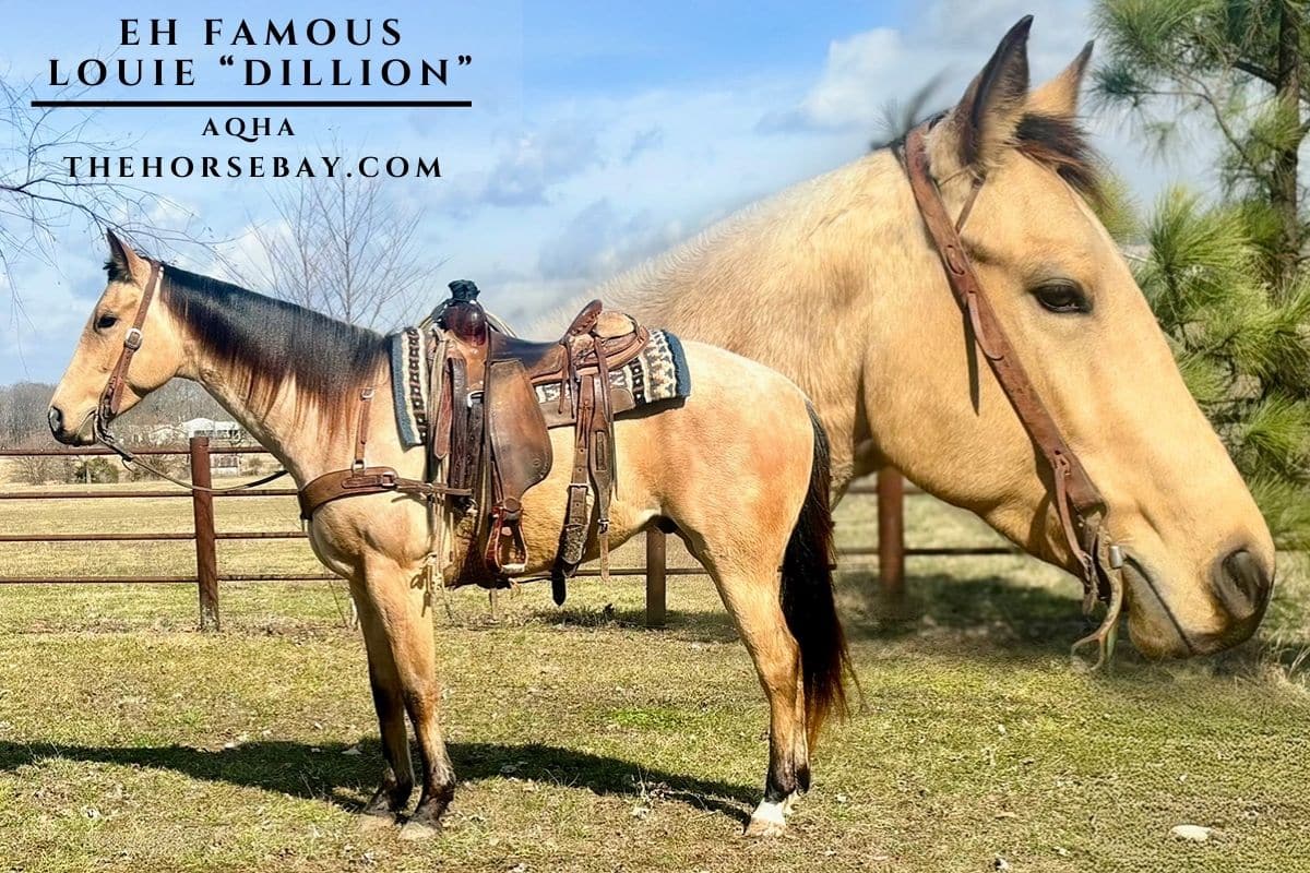 EH Famous Louie "Dillion"