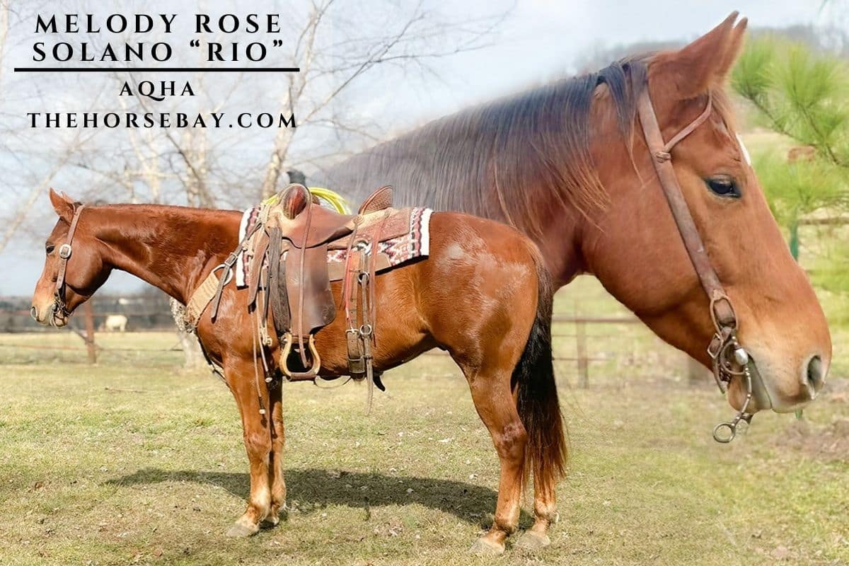 Melody Rose Solano "Rio"