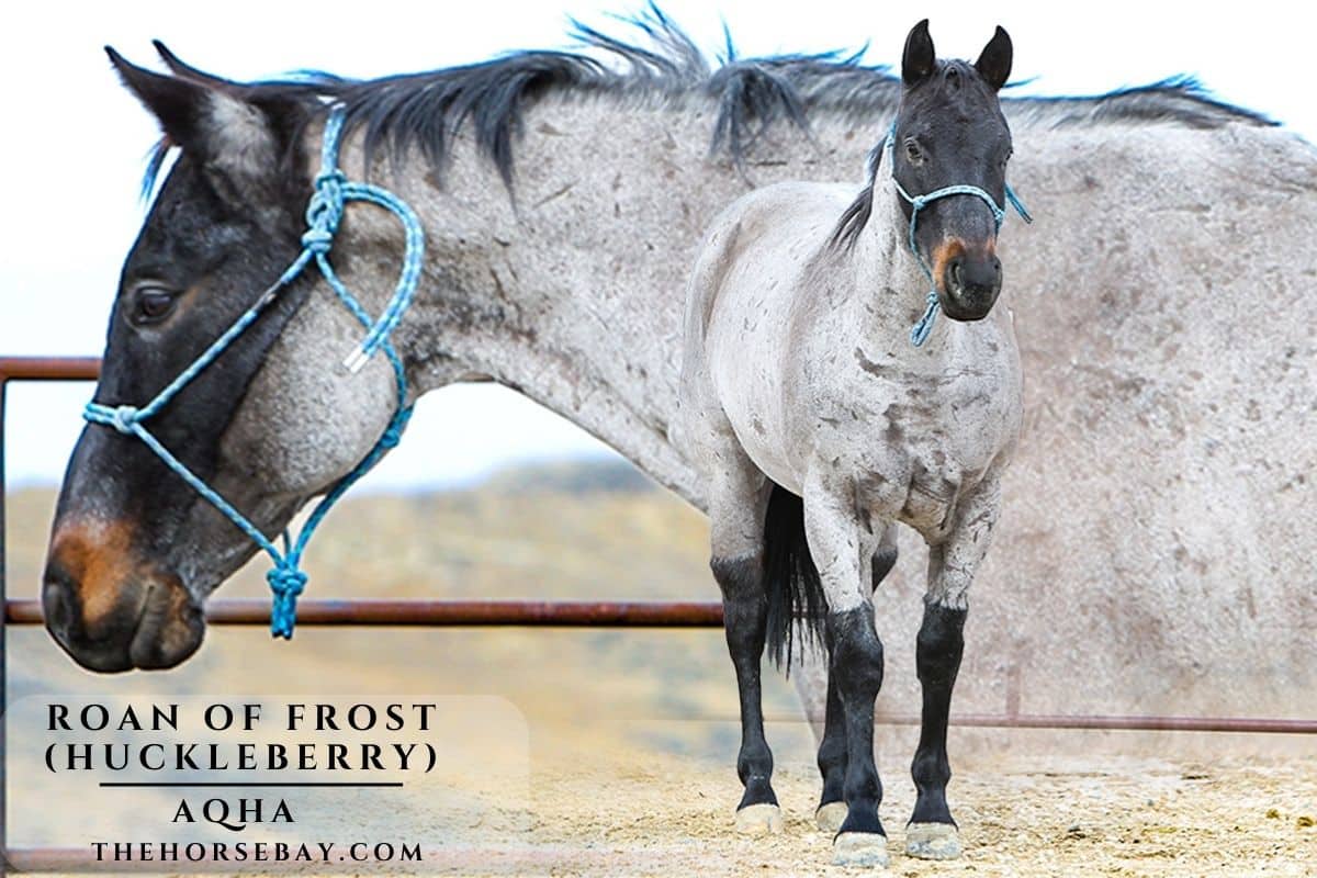 Roan of Frost "Huckleberry"