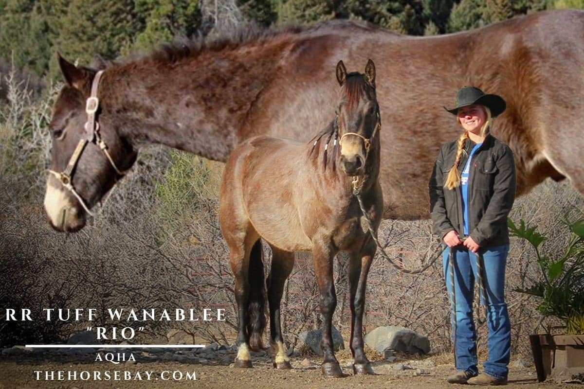 RR Tuff Wanablee "Rio"